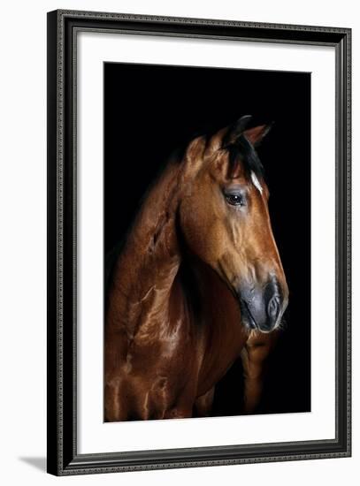 Horse-Fabio Petroni-Framed Photographic Print