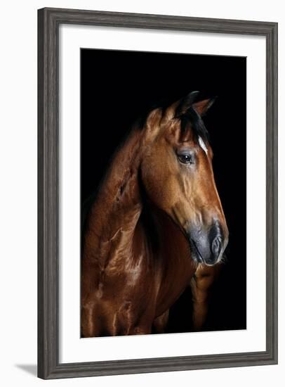 Horse-Fabio Petroni-Framed Photographic Print