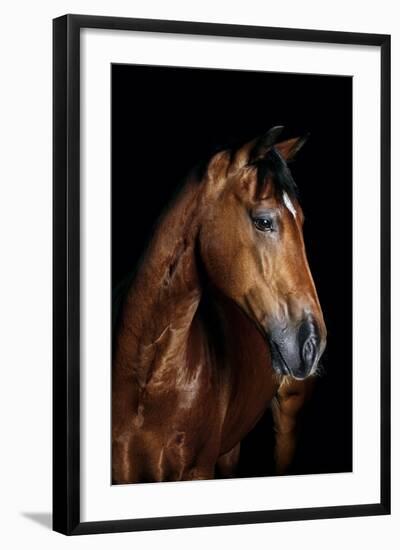 Horse-Fabio Petroni-Framed Photographic Print