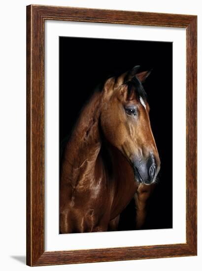 Horse-Fabio Petroni-Framed Photographic Print