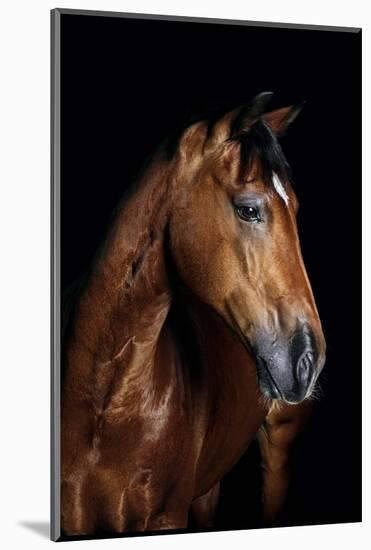 Horse-Fabio Petroni-Mounted Photographic Print