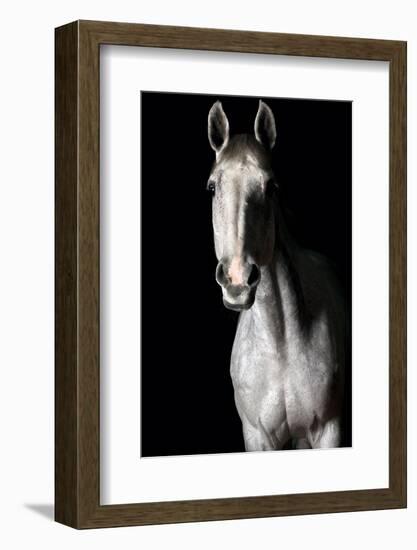 Horse-Fabio Petroni-Framed Photographic Print