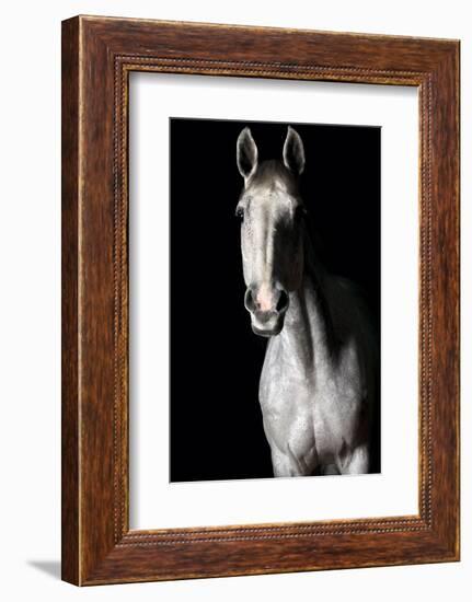 Horse-Fabio Petroni-Framed Photographic Print