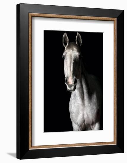 Horse-Fabio Petroni-Framed Photographic Print