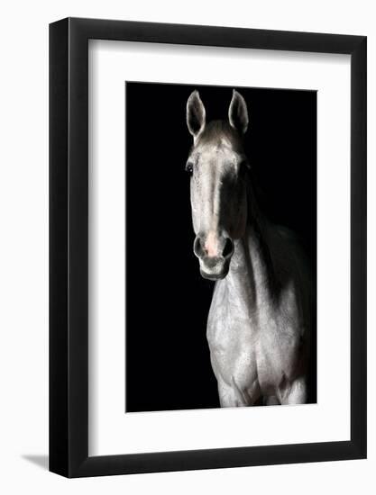 Horse-Fabio Petroni-Framed Photographic Print