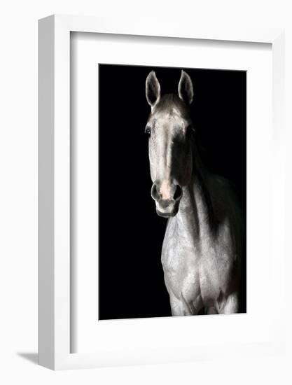 Horse-Fabio Petroni-Framed Photographic Print