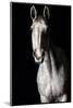 Horse-Fabio Petroni-Mounted Photographic Print