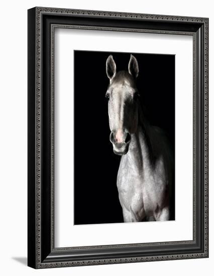 Horse-Fabio Petroni-Framed Photographic Print