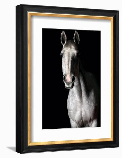 Horse-Fabio Petroni-Framed Photographic Print