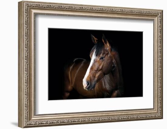 Horse-Fabio Petroni-Framed Photographic Print