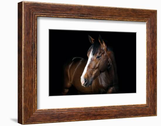 Horse-Fabio Petroni-Framed Photographic Print