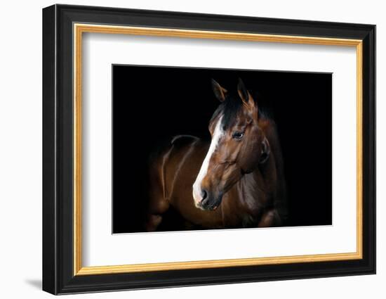 Horse-Fabio Petroni-Framed Photographic Print