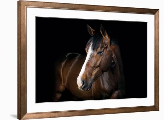 Horse-Fabio Petroni-Framed Photographic Print