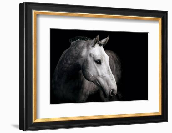 Horse-Fabio Petroni-Framed Photographic Print