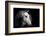 Horse-Fabio Petroni-Framed Photographic Print