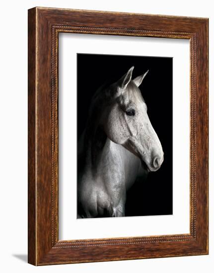 Horse-Fabio Petroni-Framed Photographic Print