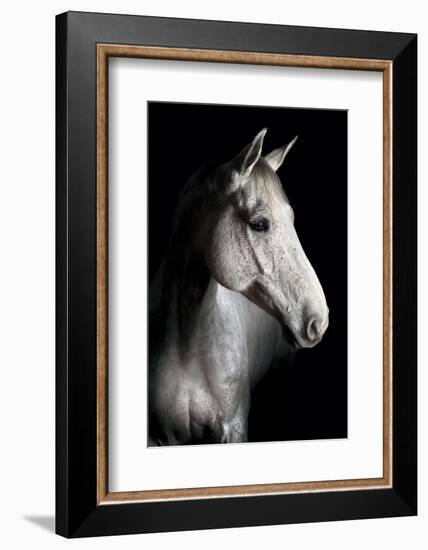 Horse-Fabio Petroni-Framed Photographic Print