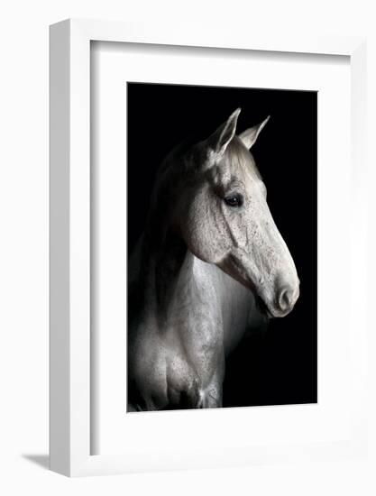 Horse-Fabio Petroni-Framed Photographic Print