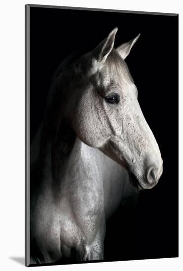 Horse-Fabio Petroni-Mounted Photographic Print