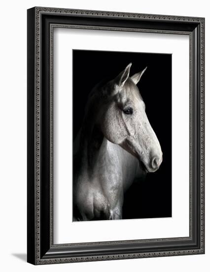 Horse-Fabio Petroni-Framed Photographic Print