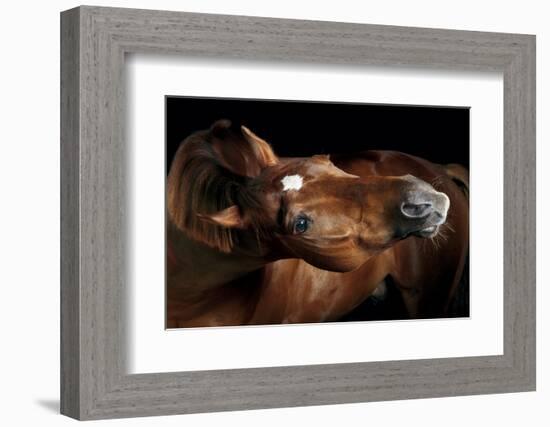 Horse-Fabio Petroni-Framed Photographic Print