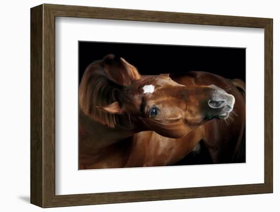 Horse-Fabio Petroni-Framed Photographic Print