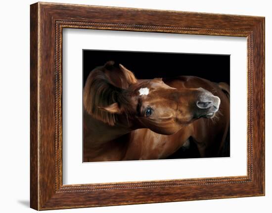 Horse-Fabio Petroni-Framed Photographic Print