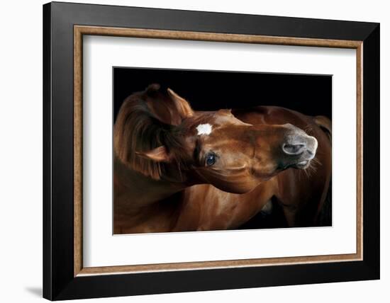 Horse-Fabio Petroni-Framed Photographic Print