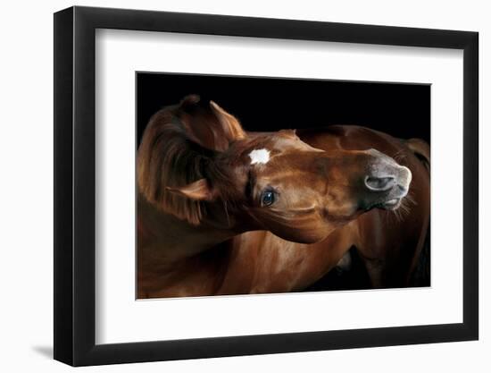 Horse-Fabio Petroni-Framed Photographic Print