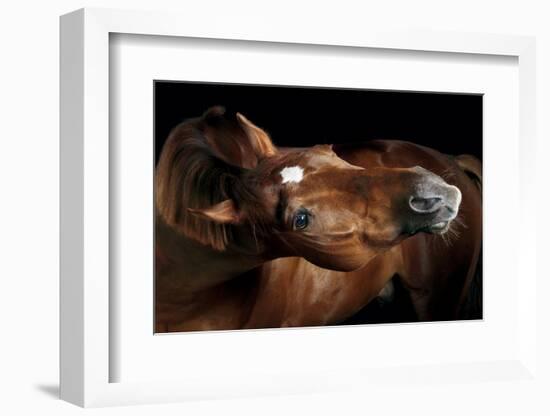 Horse-Fabio Petroni-Framed Photographic Print