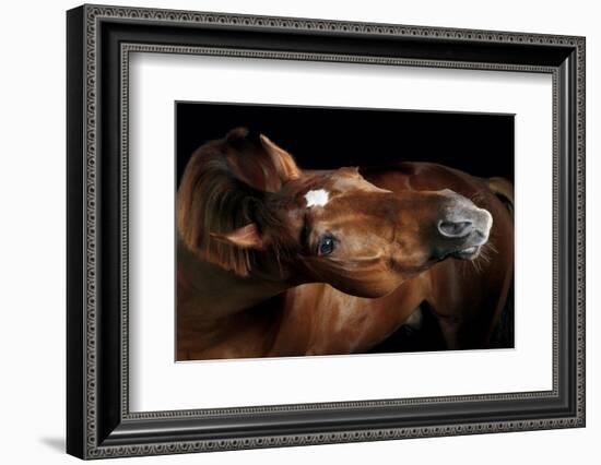 Horse-Fabio Petroni-Framed Photographic Print