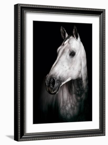 Horse-Fabio Petroni-Framed Photographic Print