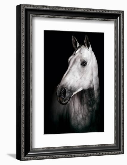 Horse-Fabio Petroni-Framed Photographic Print