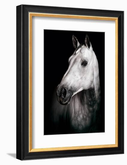 Horse-Fabio Petroni-Framed Photographic Print