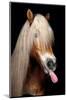 Horse-Fabio Petroni-Mounted Photographic Print