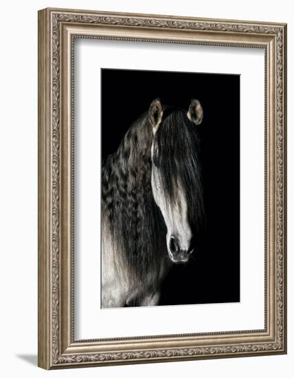 Horse-Fabio Petroni-Framed Photographic Print