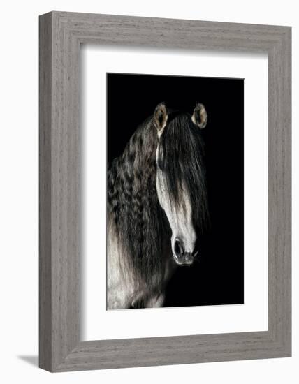 Horse-Fabio Petroni-Framed Photographic Print