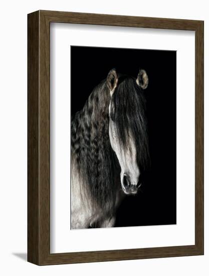 Horse-Fabio Petroni-Framed Photographic Print