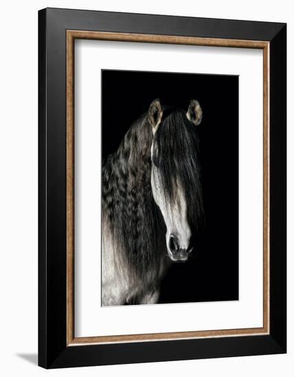 Horse-Fabio Petroni-Framed Photographic Print