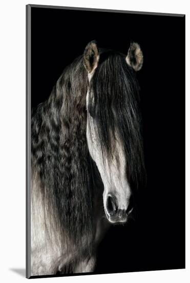 Horse-Fabio Petroni-Mounted Photographic Print