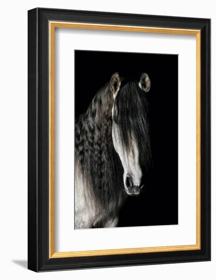 Horse-Fabio Petroni-Framed Photographic Print