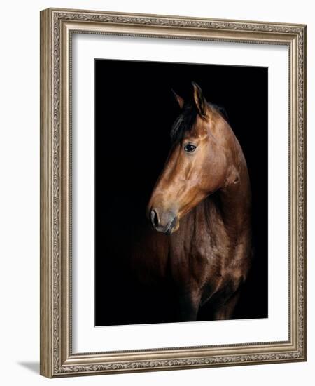 Horse-Fabio Petroni-Framed Photographic Print