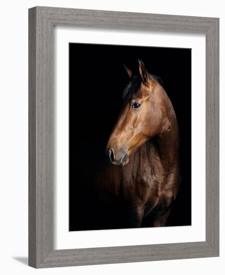 Horse-Fabio Petroni-Framed Photographic Print