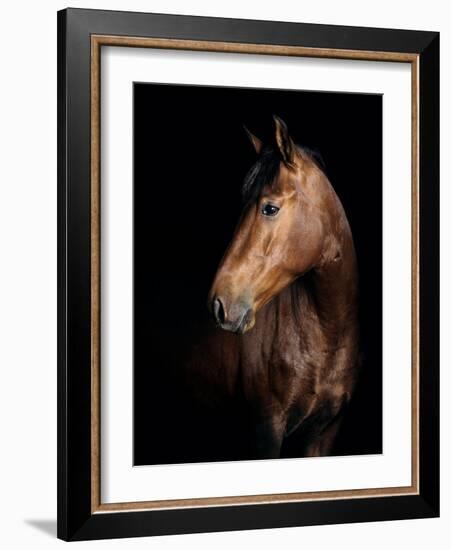 Horse-Fabio Petroni-Framed Photographic Print