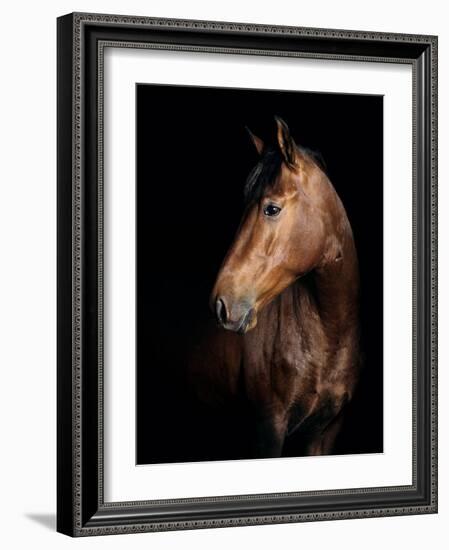 Horse-Fabio Petroni-Framed Photographic Print