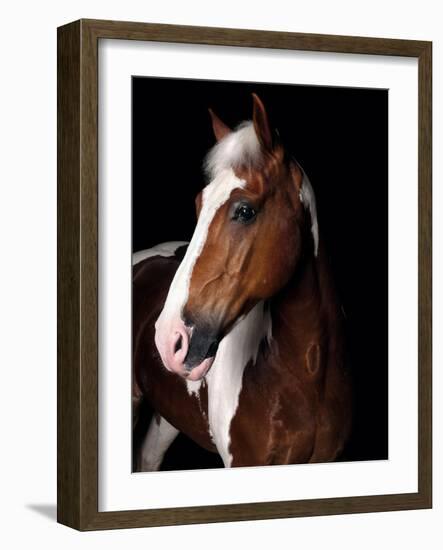 Horse-Fabio Petroni-Framed Photographic Print