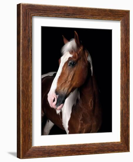 Horse-Fabio Petroni-Framed Photographic Print