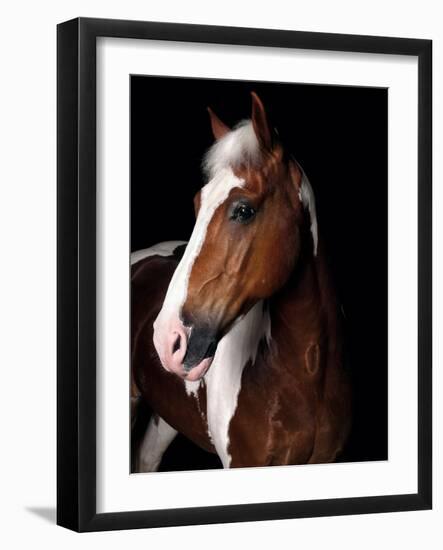 Horse-Fabio Petroni-Framed Photographic Print