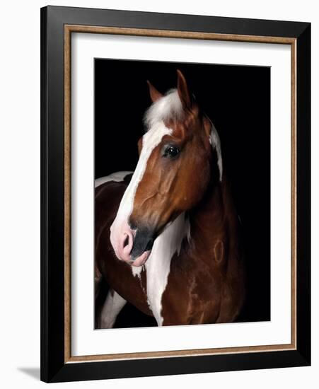 Horse-Fabio Petroni-Framed Photographic Print