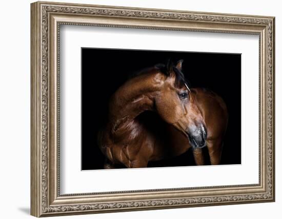 Horse-Fabio Petroni-Framed Photographic Print